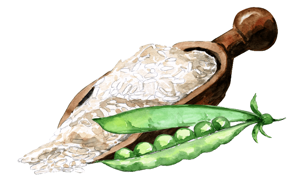 Rice & Pea Protein Powder (24 grams per serving)