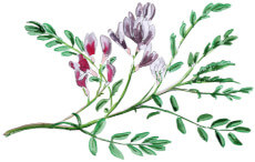 Astragalus Membranaceus