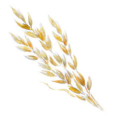 Avena Sativa