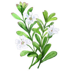 Bacopa Monnieri