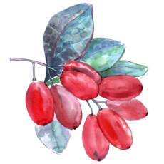 Berberine