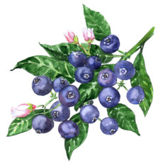 Bilberry