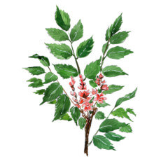 Boswellia Serrata plant