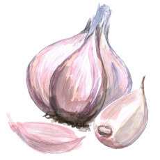 Aged Garlic Extract