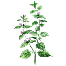 Lemon balm