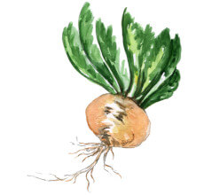 Maca