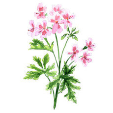 Pelargonium Sidoides