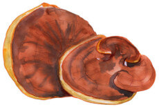 Reishi Mushroom