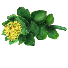Rhodiola Rosea
