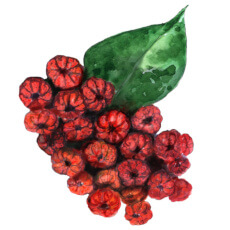 Rutaecarpine