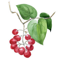 Tinospora Cordifolia