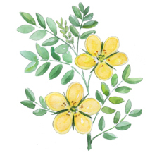 Tribulus Terrestris