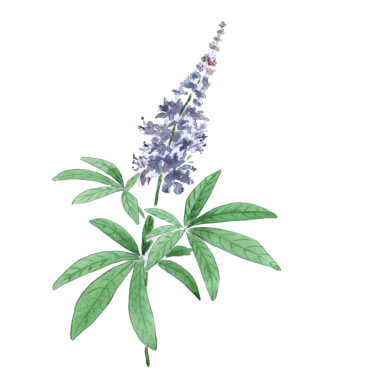 Vitex Agnus-Castus