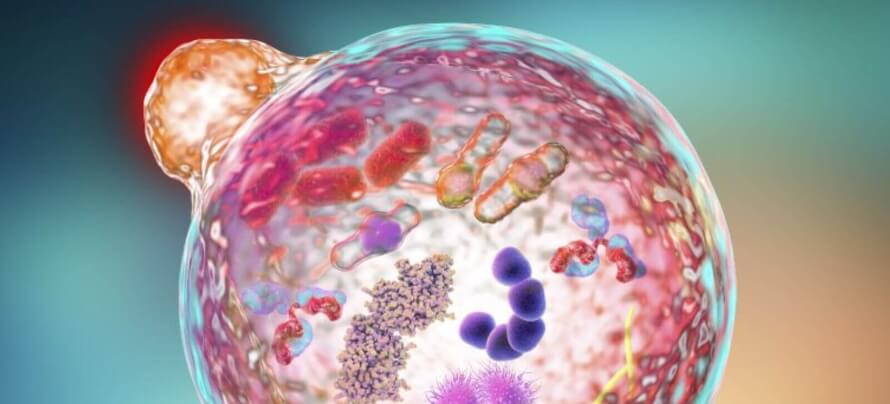 autophagy-featured-podcast